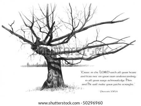 Pencil drawing of Old Tree with Bible Verse from Proverbs