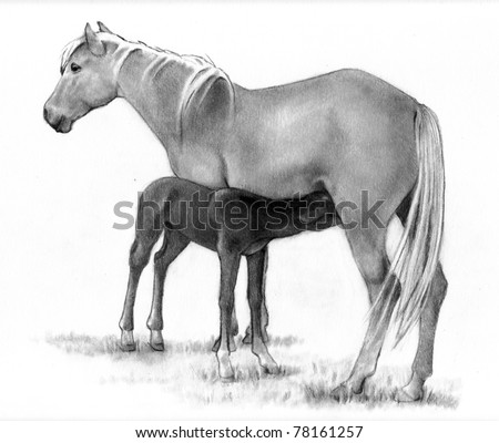Pencil Drawing of Foal Drinking From Mare, Horses