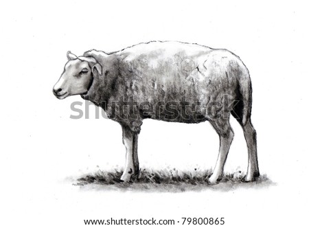 Pencil Drawing Of A Sheep Stock Photo 79800865 : Shutterstock