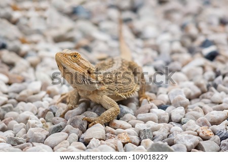 A Bearded Dragon Lizard (Pogona vitticeps) on pebble stones.