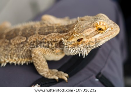 A Bearded Dragon Lizard (Pogona vitticeps) sitting on human leg.