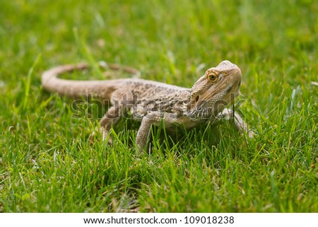 A Bearded Dragon Lizard (Pogona vitticeps) in grass.