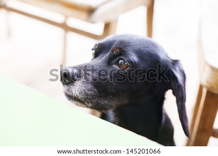 Black puppy waiting for some food.