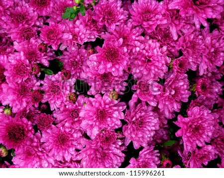 Large group of purple chrysanthemums
