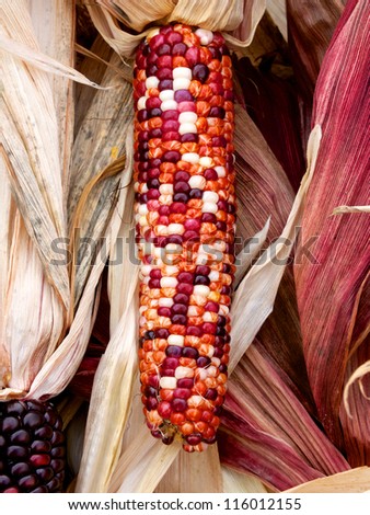 Decorative Indian corn ready for the holiday season