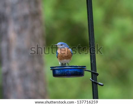 Male Eastern Bluebird perched on feeding dish.