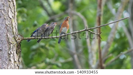 Male Eastern Bluebird perched on branch with fledgling.