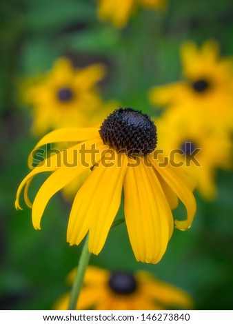 Black-eyed Susan (Cone Flower) flower in full bloom with others in background - vertical photo..