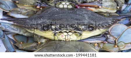 Soft shell Maryland blue crab at seafood market.