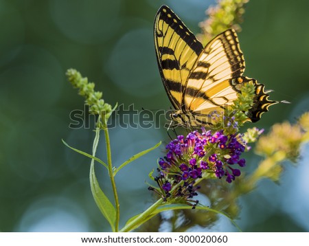 Easter tiger swallowtail butterfly on flower of butterfly bush.