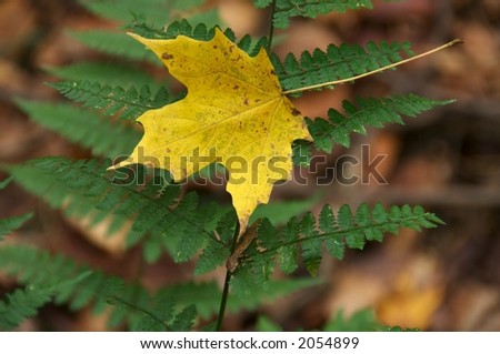 Yellow leaf resting on green fern in forest