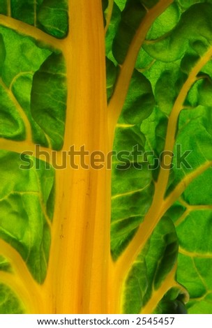 Orange Stalk