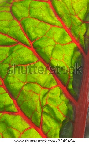 Red chard with leaf backlit