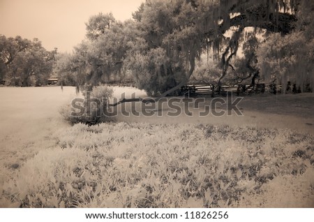 Infra-red photograph of old live oak tree limb and field outside Charleston, South Carolina