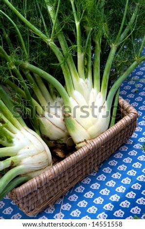 Vertical photo of fresh fennel in basket at local farm market
