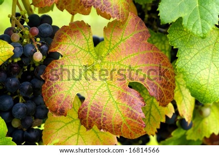 Horizontal close up of grape leaf in Autumn colors with purple grapes in background