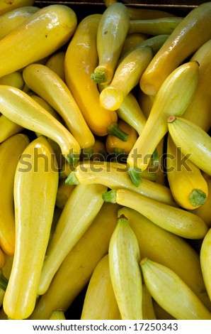 Vertical photo of just harvested yellow squash at local Virginia farm market