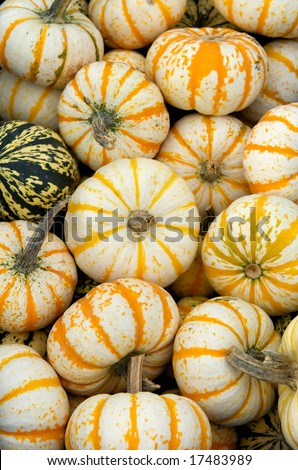 Vertical photo of large group of heirloom pumpkins at local Virginia farm market
