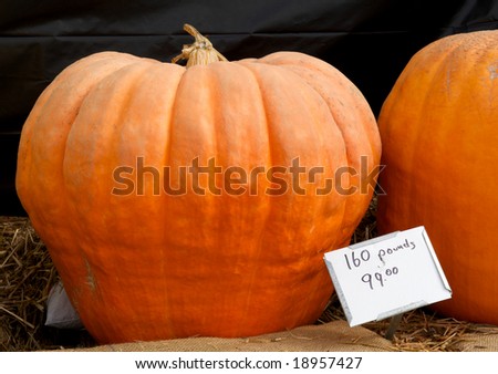 Horizontal photo of giant pumpkin ready for Halloween
