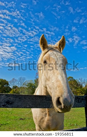 Vertical photo of gray mare at fence with pasture in background