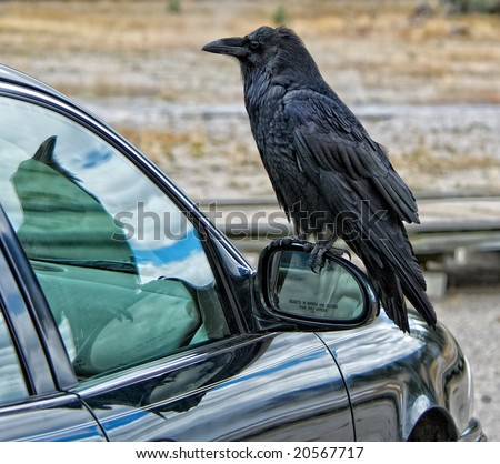 American crow perched on auto rear view mirror with visible warning that \