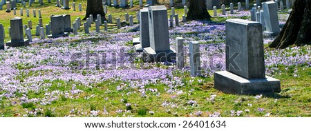Horizontal photo of Arlington National Cemetery in Spring with flowers covering ground