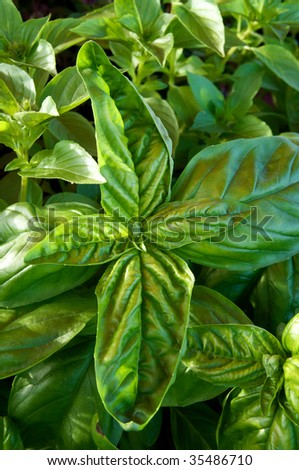 Close-up photo of fresh basil leaves at local farm market