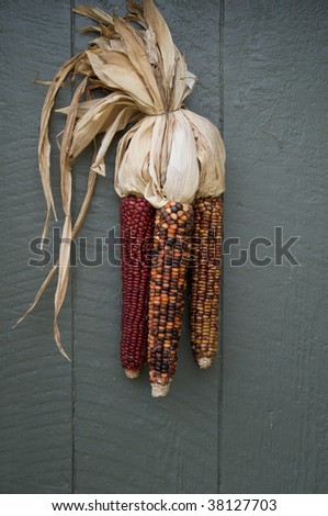 Three ears of Indian corn hanging on wooden door