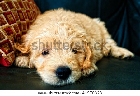 Young Golden doodle puppy resting after play