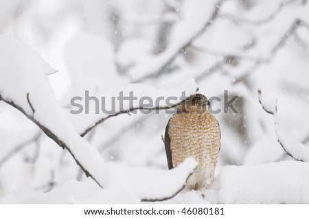 Red-shouldered hawk perched on limb in winter snow storm