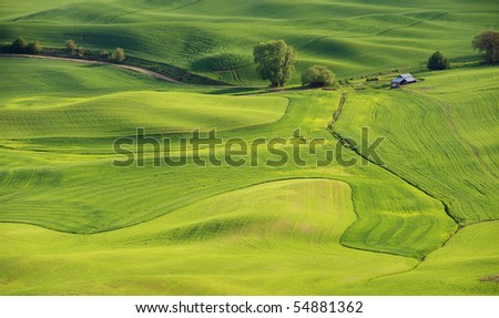 Wheat and peas in late Spring in the fields and rolling hills of the Palouse