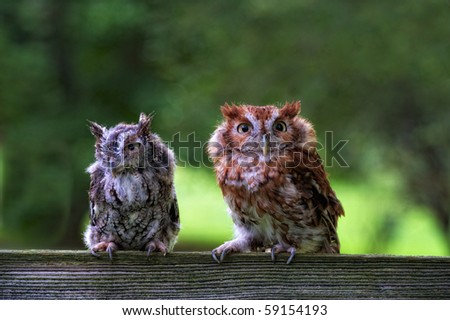 Horizontal photo of two Screech Owls on fence rail