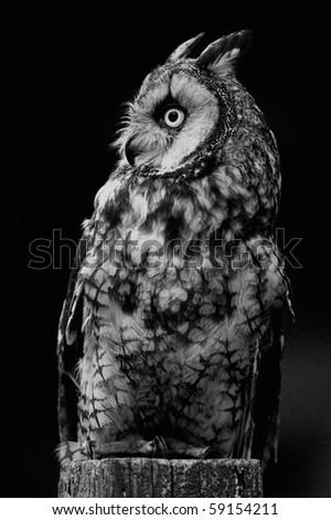 Vertical black and white photo of Long-eared Owl