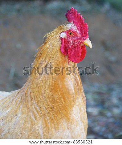 Young rooster in profile