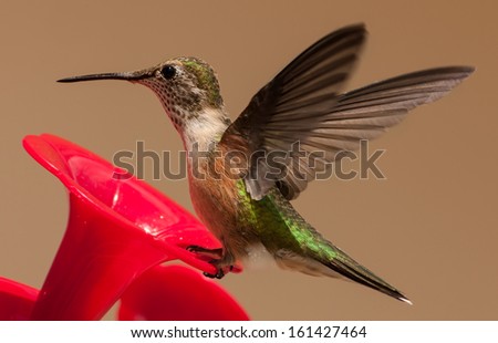 hummingbird, probably a juvenile wings out at is lands on a hummingbird feeder
