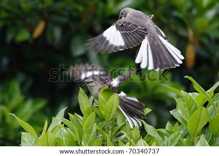 Two Mockingbirds