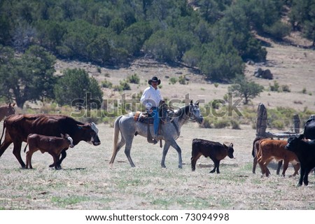 Cowboy riding gray horse pushing cattle.  Remote Cibolla Canyon, Cibola County, New Mexico, USA.