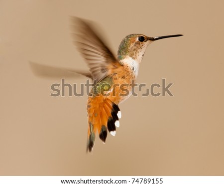 Broad-tailed  hummingbird flying stationary , selasphorus platycercus, side-view, tail spread