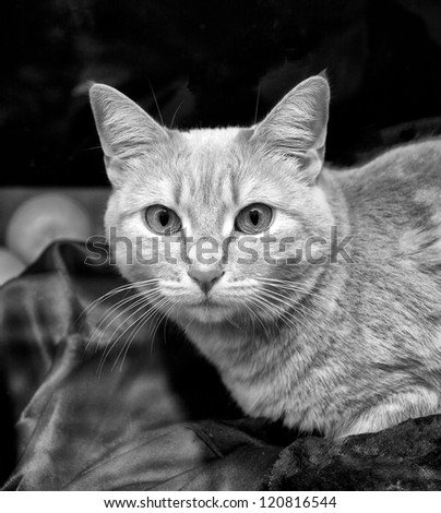 Compelling Black and White Close Up Portrait of Cat in Window