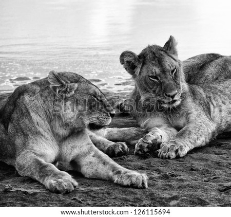 Dramatic Black and White Portrait of Juvenile Lions in the Serengeti Tanzania Africa