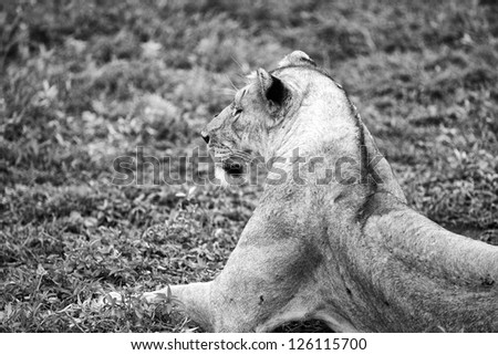 Dramatic Black and White Portrait of Lions in the Serengeti Tanzania Africa