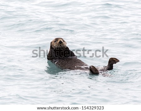 Sea Otter in Fjords Near Seward Alaska