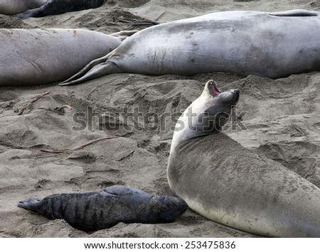 Elephant Seal and Pup California Coast