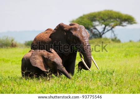 Elephant Mother and Baby Serengeti Tanzania Africa