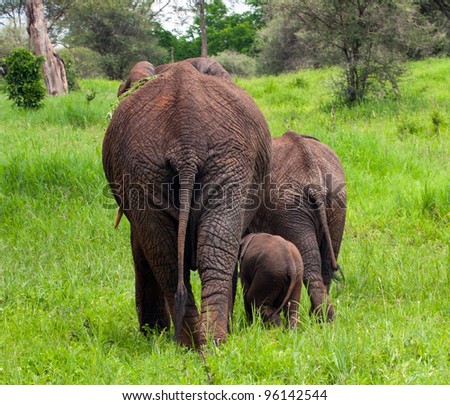 Elephant Mother with Juvenile and Baby Elephants Serengeti Tanzania Africa