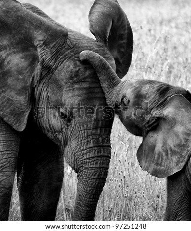 Black  White Baby Pictures on Stock Photo   Touching Black And White Picture Of Baby Elephant In