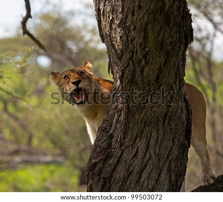Female Lioness Hunting From Tree on the Serengeti Tanzania Africa