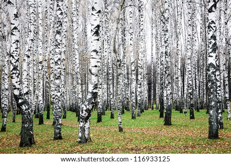 Beautiful autumn birch grove in october