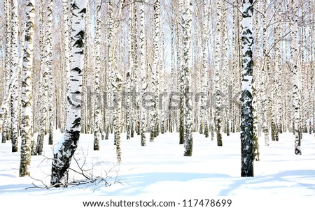 Beautiful snow birch grove in sunlight