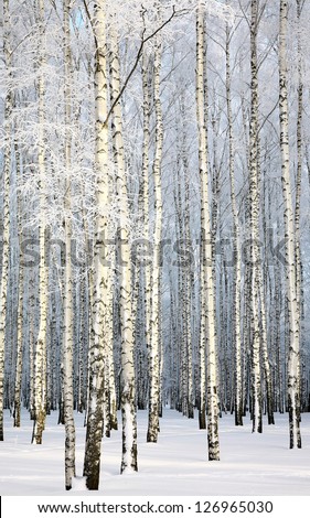 Beautiful Russian winter - Birch Grove on blue sky background
